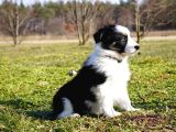 Border Collie Mükemmel Yavrularımız