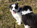 Border Collie Mükemmel Yavrularımız