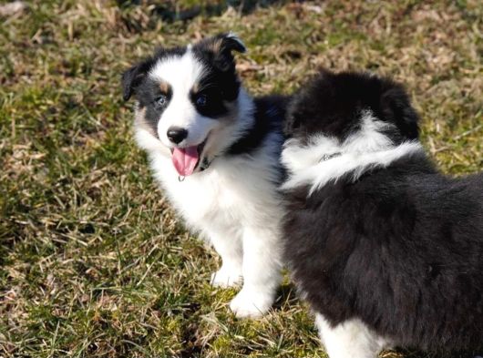 Border Collie Mükemmel Yavrularımız görsel