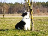 Border Collie Mükemmel Yavrularımız