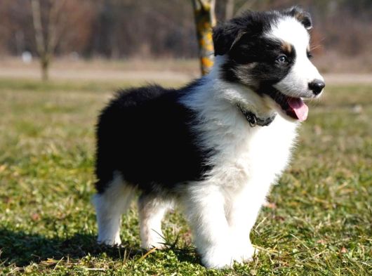 Border Collie Mükemmel Yavrularımız görsel