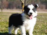 Border collie mükemmel yavrularımız