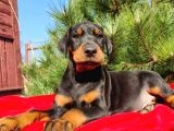 King boy ırkının en özel Doberman yavruları