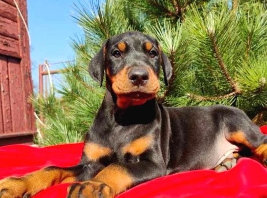 King Boy Irkının En Özel Doberman Yavruları