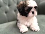 Shihtzu Yavrularımız Irkının En Iyileri