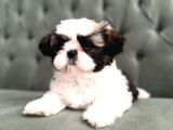 Shihtzu yavrularımız ırkının en iyileri