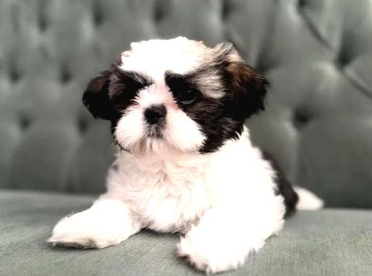 Shihtzu Yavrularımız Irkının En Iyileri