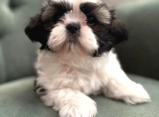 Shihtzu Yavrularımız Irkının En Iyileri görsel