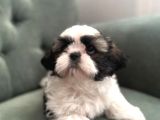Shihtzu Yavrularımız Irkının En Iyileri
