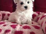 Matese terrier ırkının en özel yavruları