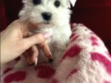Matese Terrier Irkının En Özel Yavruları