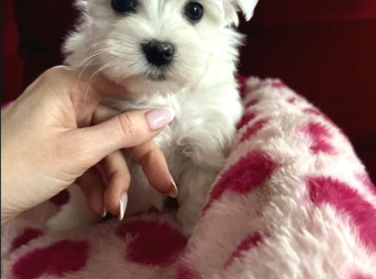 Matese Terrier Irkının En Özel Yavruları görsel
