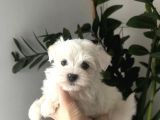 Matese Terrier Irkının En Özel Yavruları