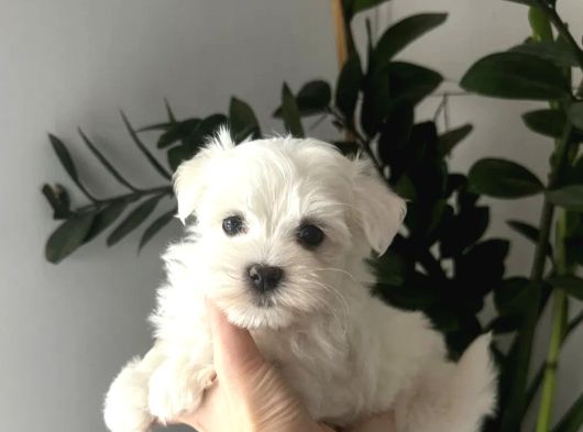Matese Terrier Irkının En Özel Yavruları görsel
