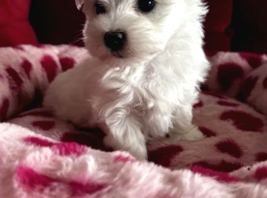 Matese Terrier Irkının En Özel Yavruları görsel