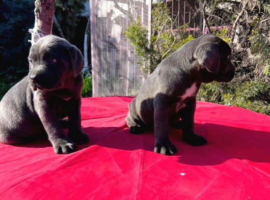Dev Cane Corso Yavrularımız görsel