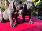 Dev Cane Corso Yavrularımız