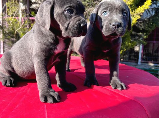 Dev Cane Corso Yavrularımız görsel