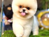 Pomeranian Boo Ayı Yavrusu