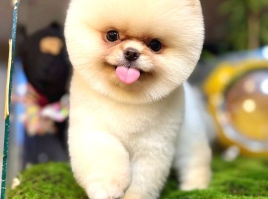 Pomeranian Boo Ayı Yavrusu