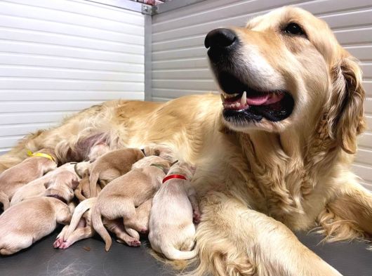 Babyface Küt Burun Safkan Golden Retriever Yavruları