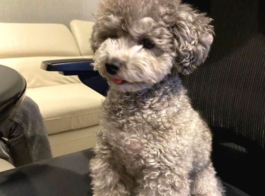 Türkiyede nadir silver toy poodle yavruları