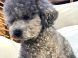 Türkiyede Nadir Silver Toy Poodle Yavruları