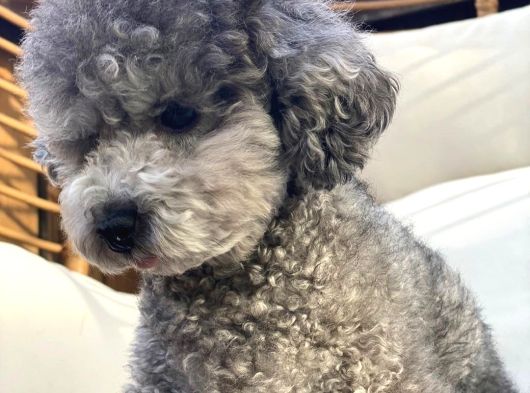 Türkiyede Nadir Silver Toy Poodle Yavruları görsel