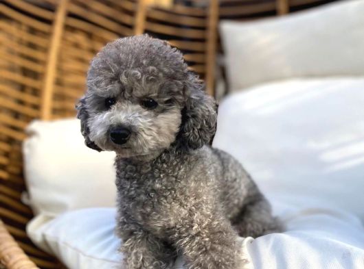 Türkiyede Nadir Silver Toy Poodle Yavruları görsel