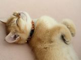Orijinal Irk British Shorthair Ny12