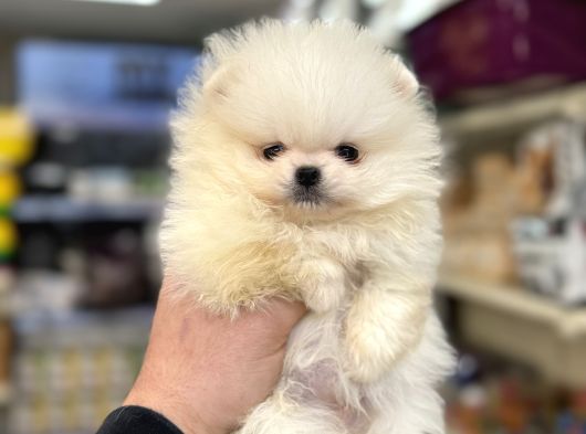 Yurtdışı Pasaportlu A Kalite Pomeranian Yavrularımız