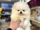 Yurtdışı pasaportlu pomeranian boo yavrular