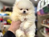 Yurtdışı Pasaportlu A Kalite Pomeranian Yavrularımız