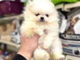 Yurtdışı Pasaportlu Pomeranian Boo Yavrular