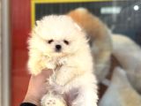 Yurtdışı Pasaportlu A Kalite Pomeranian Yavrularımız