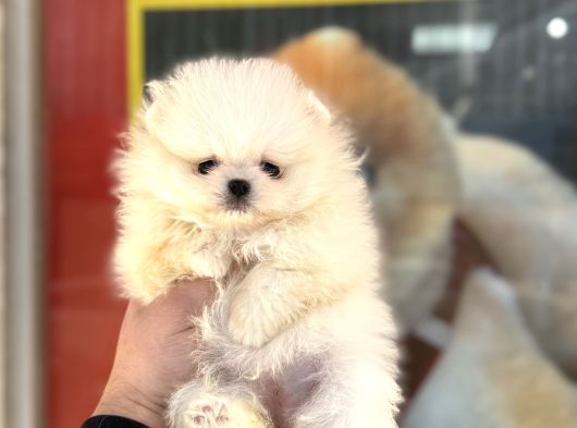 Yurtdışı Pasaportlu A Kalite Pomeranian Yavrularımız görsel