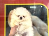 Yurtdışı Pasaportlu Pomeranian Boo Yavrular