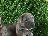 Burkemden A Kan Cane Corse