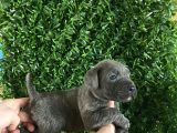 Burkemden A Kan Cane Corse
