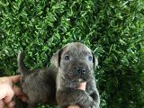 Burkemden a kan cane corse
