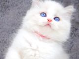 Yumuşacık Tüylü Silver British Longhair
