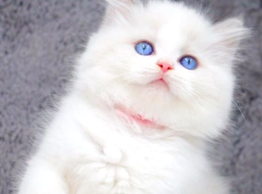 Yumuşacık Tüylü Silver British Longhair görsel