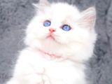 Yumuşacık Tüylü Silver British Longhair