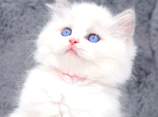 Yumuşacık Tüylü Silver British Longhair