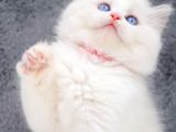 Yumuşacık Tüylü Silver British Longhair