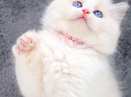 Yumuşacık Tüylü Silver British Longhair görsel