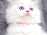 Yumuşacık Tüylü Silver British Longhair