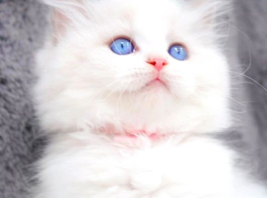 Yumuşacık Tüylü Silver British Longhair görsel