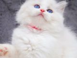 Yumuşacık Tüylü Silver British Longhair