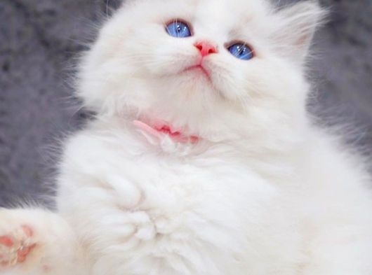 Yumuşacık Tüylü Silver British Longhair görsel